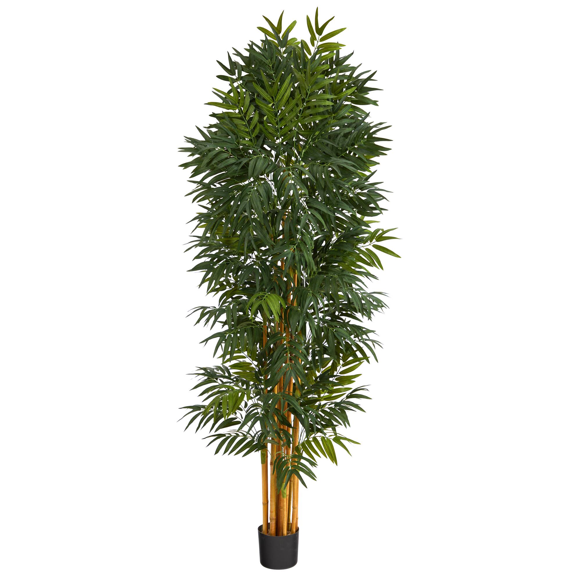 6.5ft. Phoenix Palm Tree with Natural Trunk